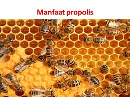 Khasiat PROPOLIS